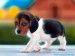 beagle-puppy[1]